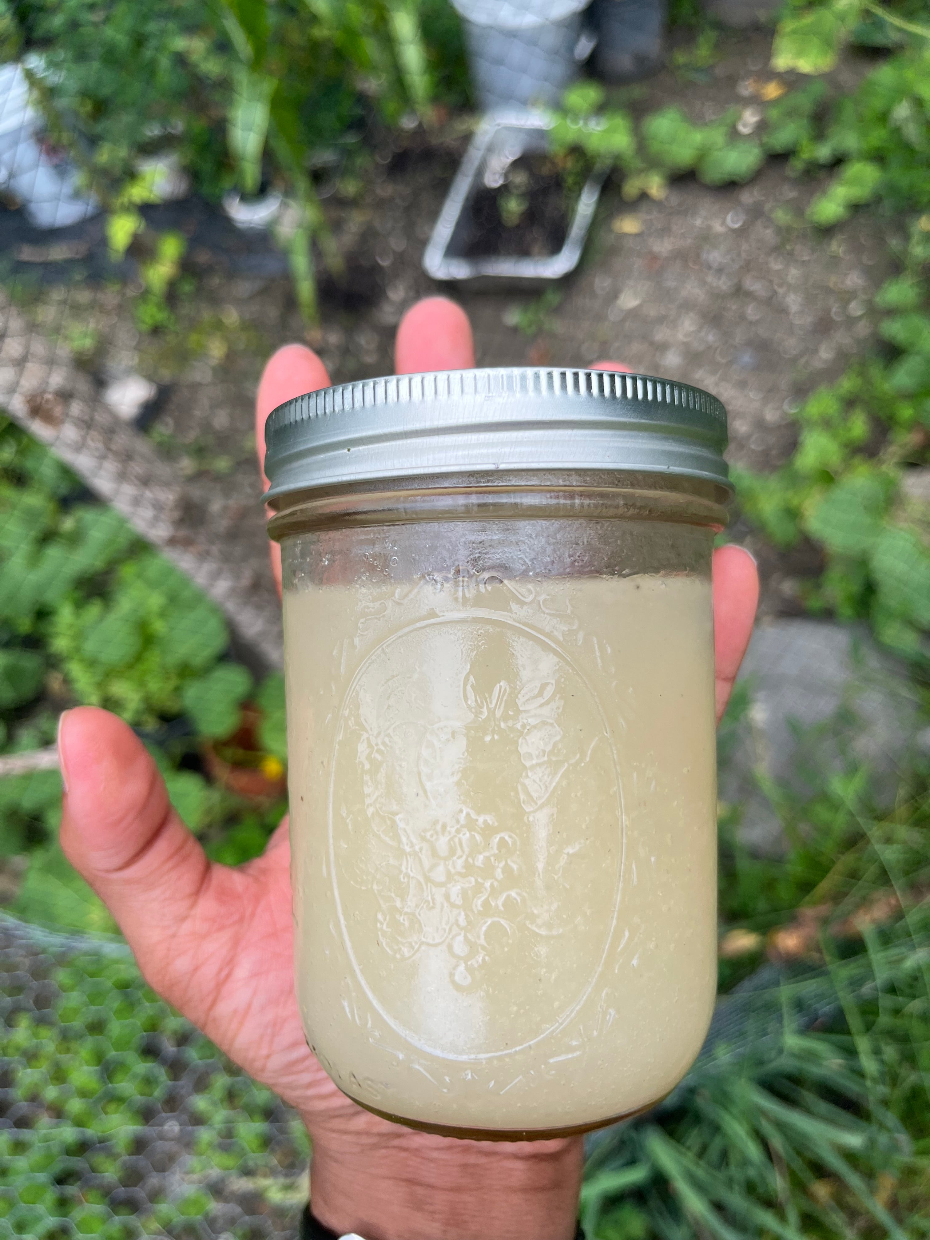 Jamaican Organic Sea Moss Gel - Raw